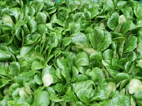 Nikon Coolpix 081  and vegetables. Rampon are looking fine under a mist of rain